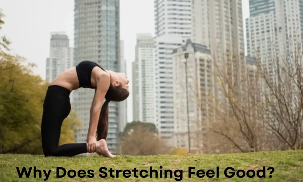 Why Does Stretching Feel Good?