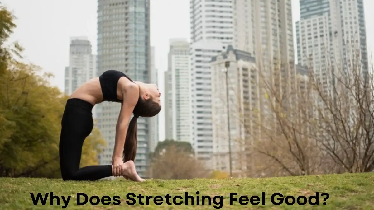 Why Does Stretching Feel Good