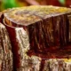 Tree Stump