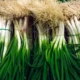 Scallions