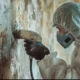 Mould Treatment