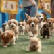 How Dog Daycare Promotes Socialization and Healthy Habits