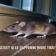 The Secret War Happening Inside Your Walls