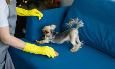 House Cleaning and Power Washing for a Dog-Friendly Home