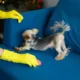 House Cleaning and Power Washing for a Dog-Friendly Home