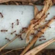 Natural Solutions for Keeping Ants Out of Your Home
