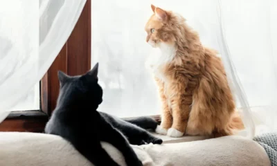 Cats at Home: The Perfect Companions and How to Keep Your Space Clean