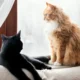 Cats at Home: The Perfect Companions and How to Keep Your Space Clean