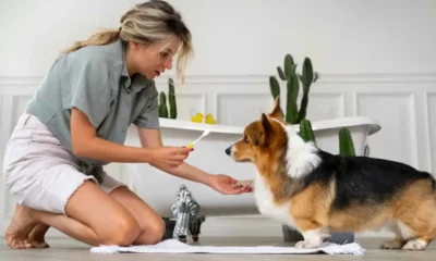 How to Create the Ideal Weekly Routine Using Dog Grooming, Boarding, and Daycare