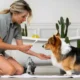 How to Create the Ideal Weekly Routine Using Dog Grooming, Boarding, and Daycare