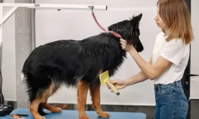 How to Prepare Your Dog for Grooming, Boarding, or Daycare: A First-Timer’s Guide