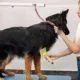 How to Prepare Your Dog for Grooming, Boarding, or Daycare: A First-Timer’s Guide