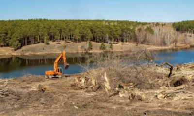 The Importance of Professional Land Clearing for Safe and Efficient Site Development