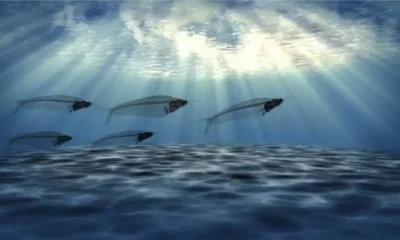 Unlocking the Mystery: The Phenomenon of Fish Swimming Upside Down