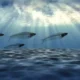 Unlocking the Mystery: The Phenomenon of Fish Swimming Upside Down