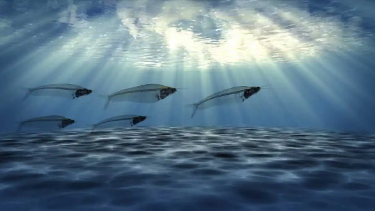 Unlocking the Mystery: The Phenomenon of Fish Swimming Upside Down