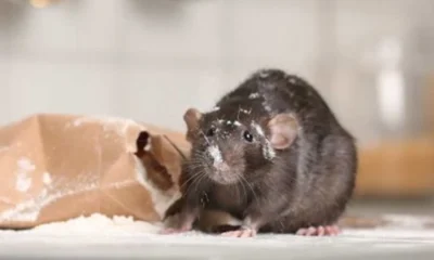 What Would Happen If You Neglect Signs of Rodent Infestation?