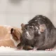 What Would Happen If You Neglect Signs of Rodent Infestation?