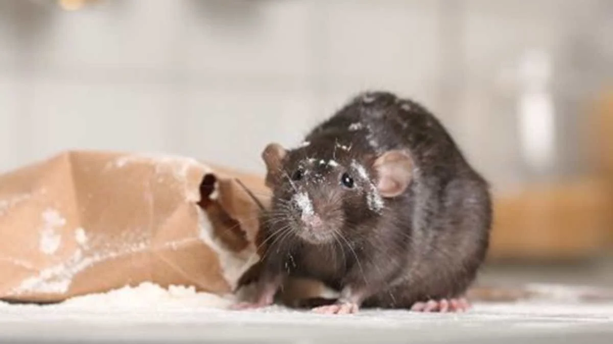 What Would Happen If You Neglect Signs of Rodent Infestation?