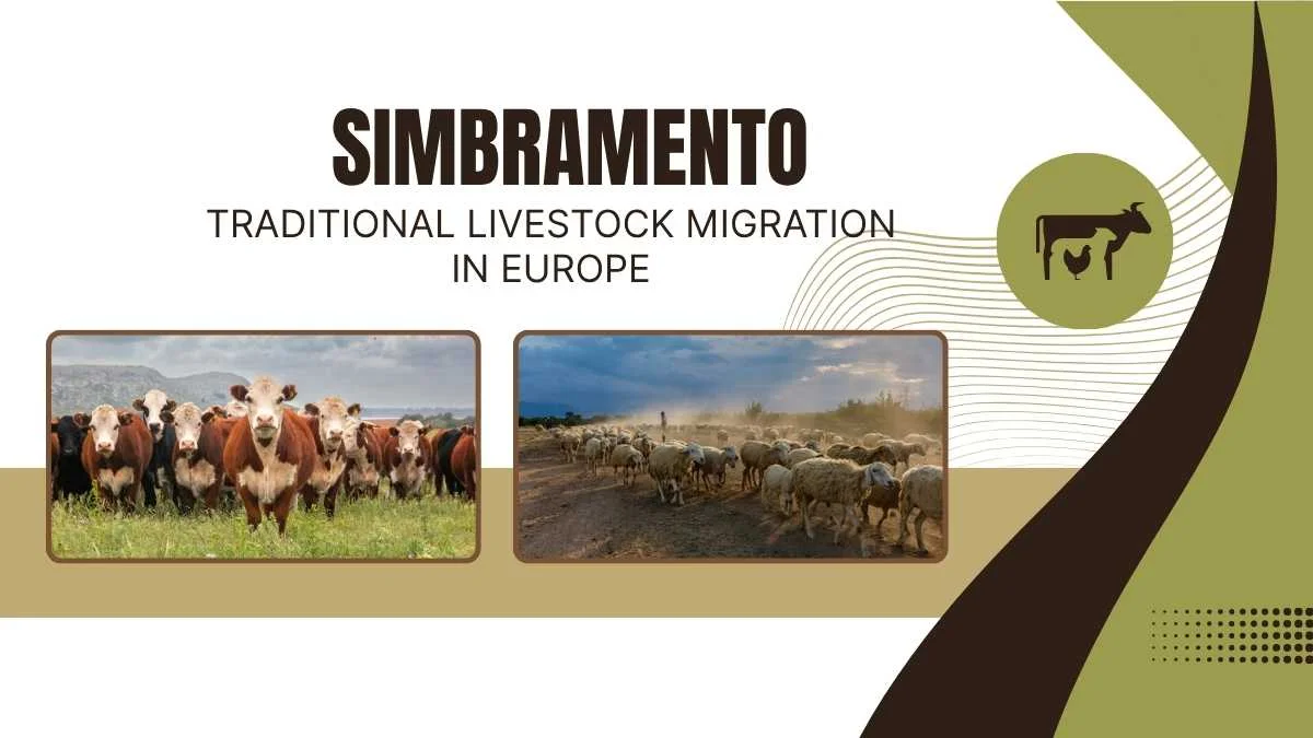 Simbramento