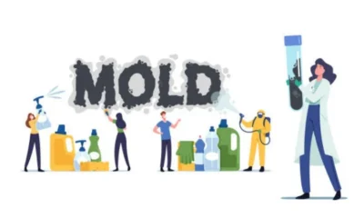 How Mold Affects Everyday Life and Simple Steps to Control It