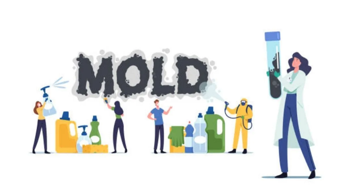 How Mold Affects Everyday Life and Simple Steps to Control It