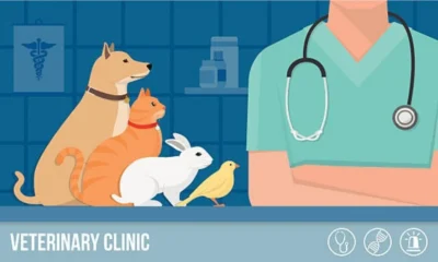 Vet Today: Trusted Veterinary Care for Every Pet