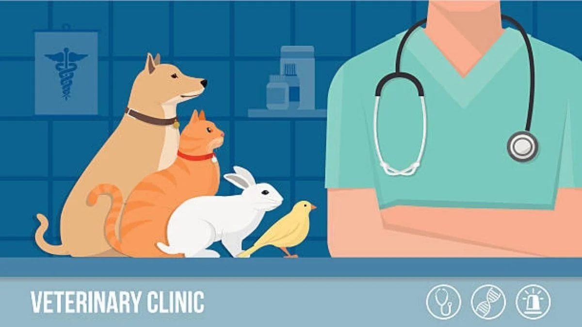 Vet Today: Trusted Veterinary Care for Every Pet