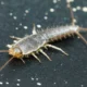 Are Silverfish Harmful? How to Get Rid of Them Permanently