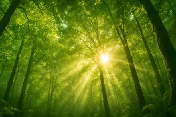 Your Practical Guide to Achieving Natural Calm