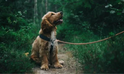 Raising a Well-Behaved Dog: Tips Every Owner Should Know