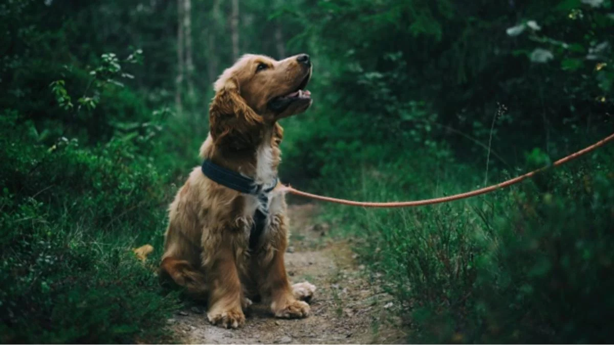 Raising a Well-Behaved Dog: Tips Every Owner Should Know
