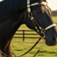 Top 10 Must-Have Horse Products in Australia – EQ Saddlery’s 2025 Picks