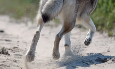 What Dogs Can Teach Us About Strength and Balance