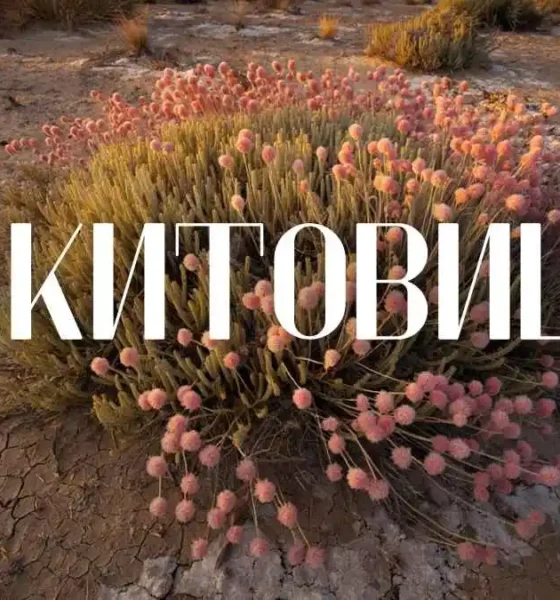 Ракитовица