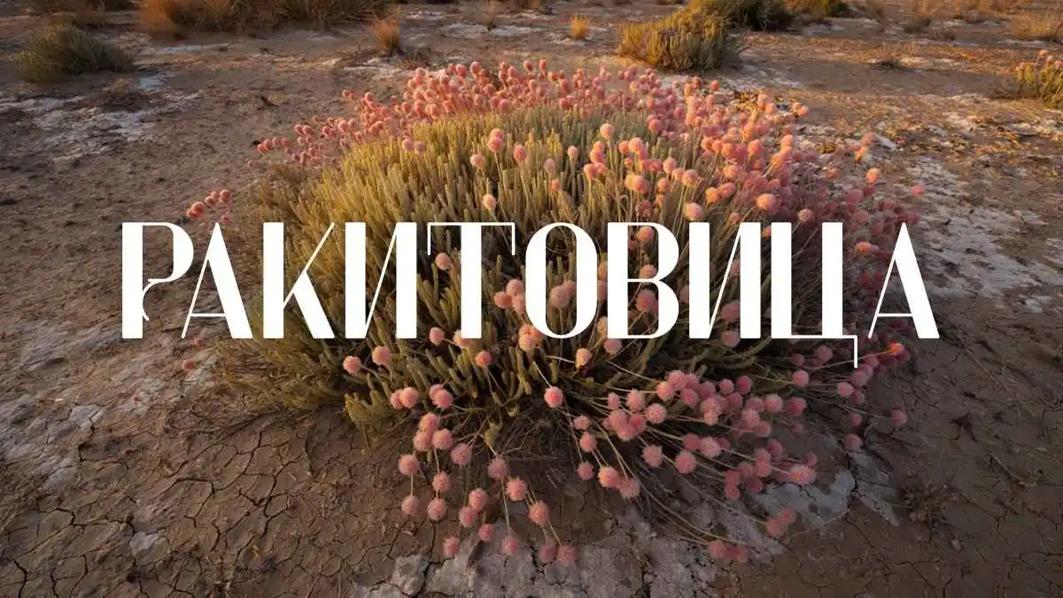 Ракитовица