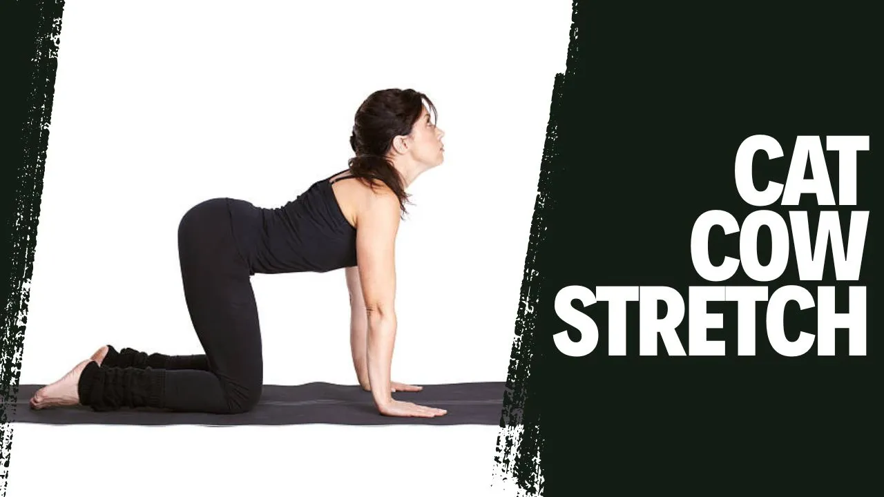 Cat Cow Stretch