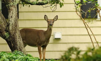 Innovative Deer Control Solutions That Safeguard Gardens in Suffolk County