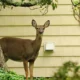 Innovative Deer Control Solutions That Safeguard Gardens in Suffolk County