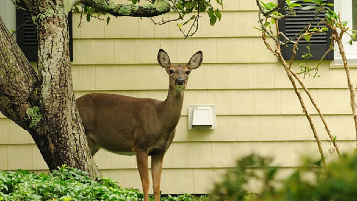 Innovative Deer Control Solutions That Safeguard Gardens in Suffolk County