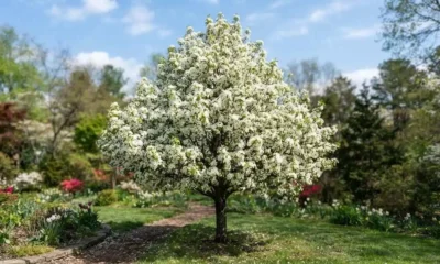 Navigator Pear